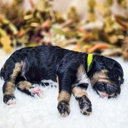 Sapphire - Phantom female Poodle puppy in Gaylord, Michigan from Dog Mom Co. Poodles
