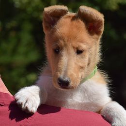 Hannah - Sable and white female Collie puppy in North Carolina from Sunway Kennels
