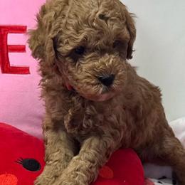 Armani - Red  male Goldendoodle puppy in Danville, Virginia from Stella’s Stunning Goldendoodles of VA