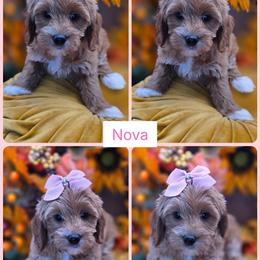 Nova - Apricot female Goldendoodle puppy in Decatur, Tennessee from Diamond's Doodles