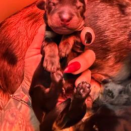 Sally - Black and tan female Dachshund puppy in Victorville, California from Elegancia Vintage Xoloitzcuintle
