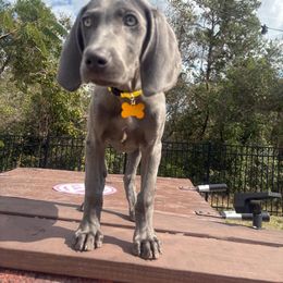 Weimaraner All Grown Up from Deltona Oasis