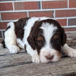 Twix - Brown and white male Bernedoodle puppy in Arabi, Georgia from Huckadoodle Farm