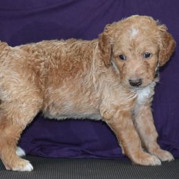 Poodle Puppies from Sequoyah Standard Poodles