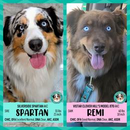 Australian Shepherd puppies from Silverside Aussies LLC