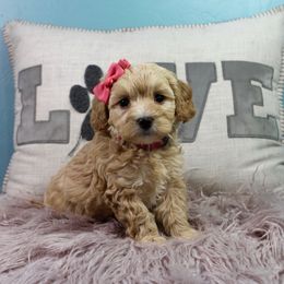Gravy - Apricot female Goldendoodle puppy in Pendleton, Oregon from Blushing Doodles