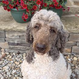 Goldendoodles and Poodles from Harrington Doodles & Poodles