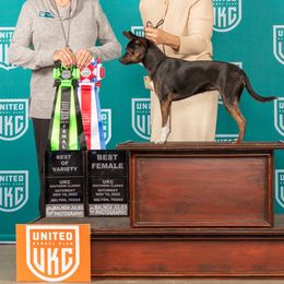 TUCO - American Hairless Terrier