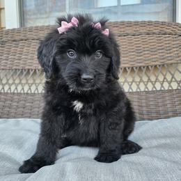 AKC Lola - Black female Bouvier des Flandres puppy in Marionville, Missouri from Sandbox Puppies