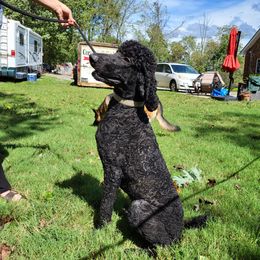 Poodle Puppies from Holly's Poodles