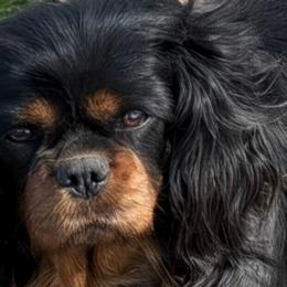 Biewer Terriers, Cavalier King Charles Spaniels, Cavatzus, and Shih Tzus from Rocky Oak Cavaliers & Biewer Terriers LLC