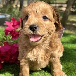Purple Collar - female Cavapoochon puppy in Waterford, California from Windy Hill Doodles