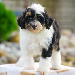 Elliot - Tri-color male Bernedoodle puppy in Dundee, Ohio from Down Home Doodle