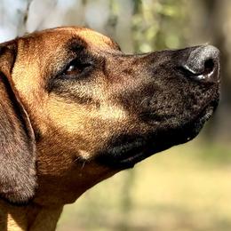 Rhodesian Ridgebacks from Celtic Lore Ridgebacks