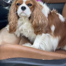 Sugar - Cavalier King Charles Spaniel