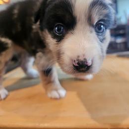 Mojito - Blue merle female Miniature American Shepherd puppy in New Providence, Pennsylvania from Tons of Kisses