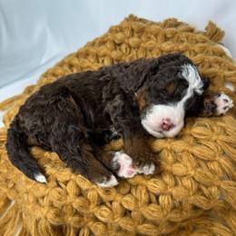 Bluey - Tri-color female Bernedoodle puppy in Alpharetta, Georgia from Doodles of Buckhead
