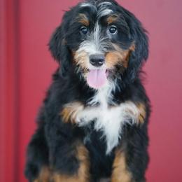 Kevin (socialization program student) - Tri-color male Bernedoodle puppy in Dundee, Ohio from Down Home Doodle