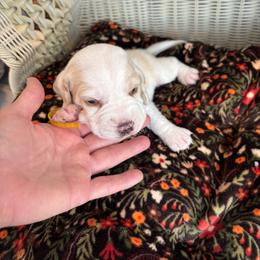 Ray - Lemon and white male Beagle puppy in Meridianville, Alabama from Spear Haven Beagles (formerly Spear Lake Beagles)