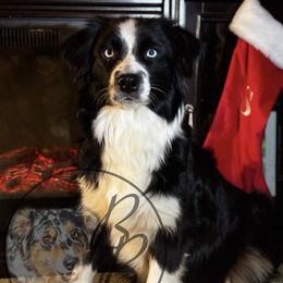 Jade - Australian Shepherd