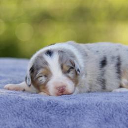 Btm - Blue merle male Australian Shepherd puppy in Stephenville, Texas from Diamond H Aussies