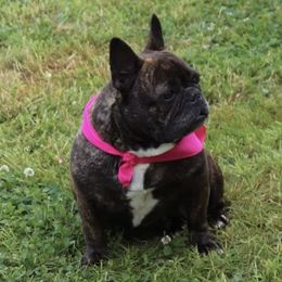 Pickles - French Bulldog