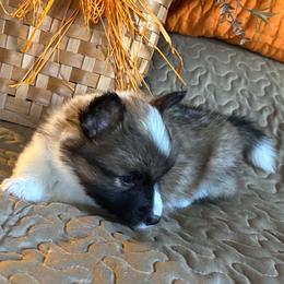 Cashew - Sable female Pembroke Welsh Corgi puppy in Lima, New York from Hickory Springs Corgis