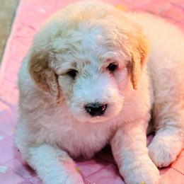 Aussiedoodle and Bernedoodle Puppies from Little Hawcreek Doodles