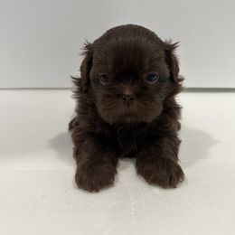 Shih Tzu Puppies from Moore Shih Tzus