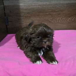 Trixy Girl 2 - Liver female Shih Tzu puppy in Meadows Of Dan, Virginia from Walt’s Shih Tzus