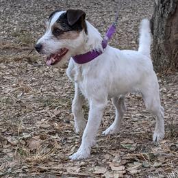 Merlin - Jack Russell Terrier