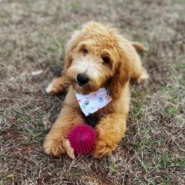 Cami - Goldendoodle puppy in Chesnee, South Carolina from Pampered Paws Unlimited