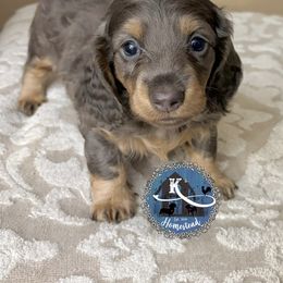 Smurphy - Blue and tan male Dachshund puppy in Clearlake Oaks, California from K’s Homestead