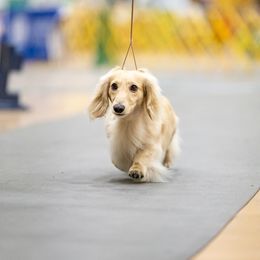GCH CH Dallas - Dachshund