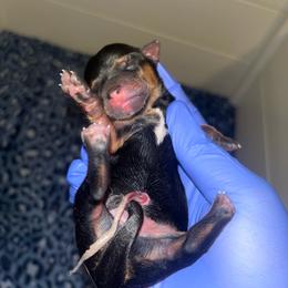 Simba - Black and tan male Yorkipoo puppy in Gastonia, North Carolina from Dynasty Kennel