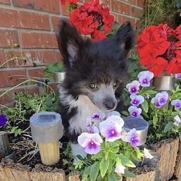 Erik - Black and white male Chinese Crested puppy in Amarillo, Texas from Victoria's Chinese Cresteds Long Star Angels