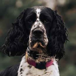 English Springer Spaniels from Bristol’s Southern Spaniels