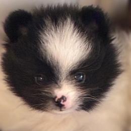 Maestro - Black parti male Pomeranian puppy in Palatka, Florida from Sugarland Pomeranians