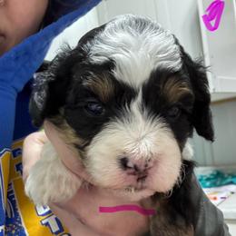 Tri fuchsia - Tri-color female Bernedoodle puppy in Petersburg, Michigan from Brittany’s Mini Bernedoodles