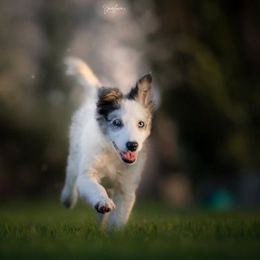 Border Collie All Grown Up from Battle Born Borders