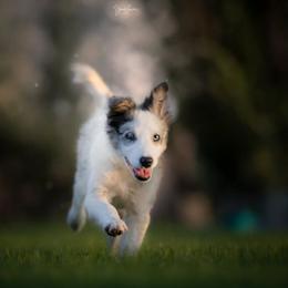Border Collie All Grown Up from Battle Born Borders