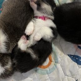 Pembroke Welsh Corgi Puppies from Temperance Farm Corgis