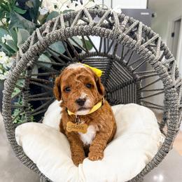 Clove - Red  female Goldendoodle puppy in West Haven, Utah from Split Mountain Doodles