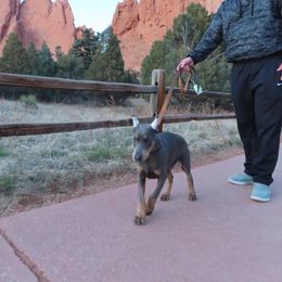 Doberman Pinscher Puppies from Morningstar Kennel
