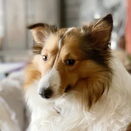 Maggie - Shetland Sheepdog