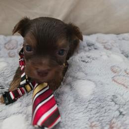 Boy 2 - Chocolate and tan male Yorkshire Terrier puppy in Bucyrus, Ohio from Dyer's Beauties
