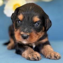 Cowboy - Black and tan male Assorted Doodle Crosses puppy in Yuciapa, California from AlltheDoodlez_