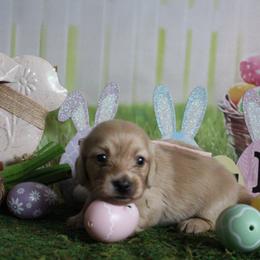 Willow - Cream female Dachshund puppy in Pace, Florida from Shoebox Doxie’s