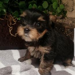 Tootsie - Black and tan female Yorkshire Terrier puppy in Hot Springs, Arkansas from Kimberly's Lovable Littles