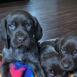 German Shorthaired Pointers from Chrest Kennels